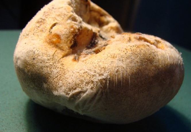 Picture 3 of Mushroom species are as expensive as net gold on Hoang Lien Son range