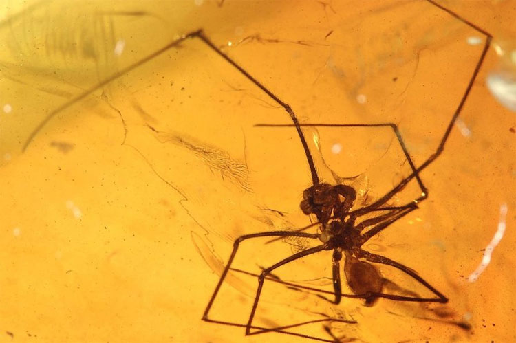 Picture 2 of Mushrooms are 50 million years old in amber mass