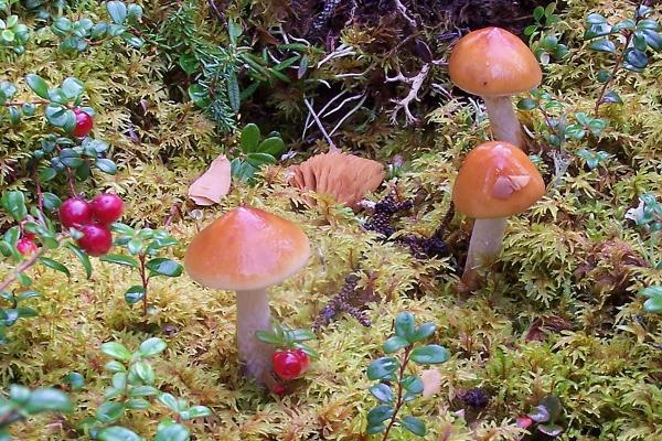 Picture 1 of Mushrooms slow down the warming of the climate