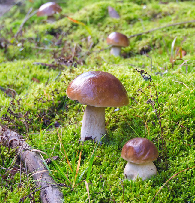 Picture 3 of Mushrooms - the only species that protects the earth from harmful solid waste