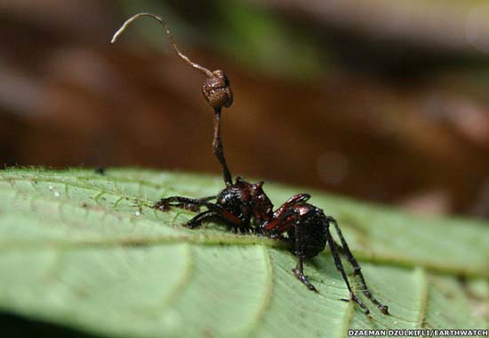 Picture 2 of Mushrooms turn ants into zombies