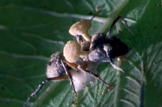 Picture 3 of Mushrooms turn ants into zombies