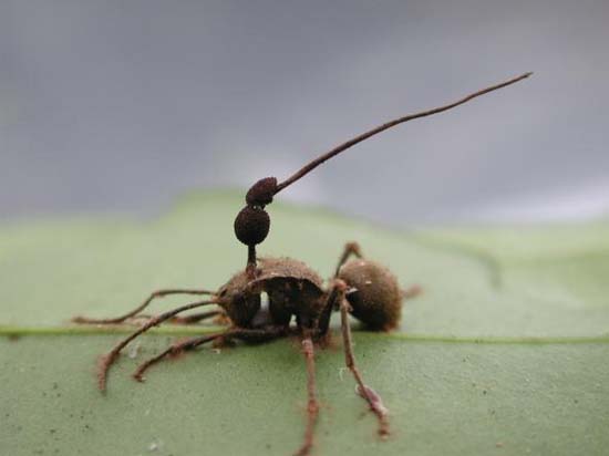 Picture 4 of Mushrooms turn ants into zombies