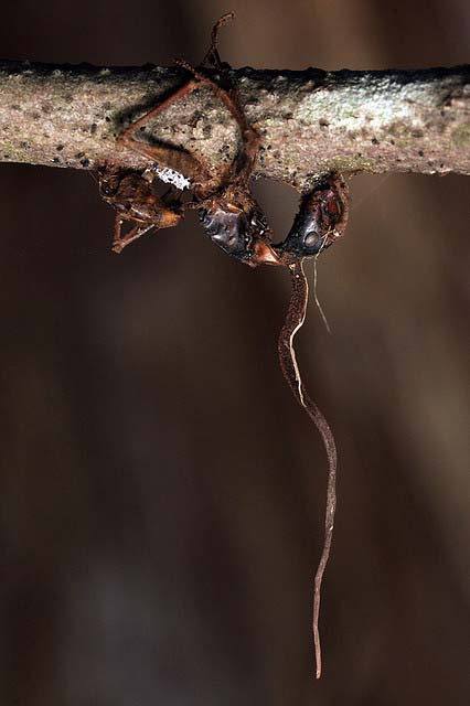 Picture 5 of Mushrooms turn ants into zombies