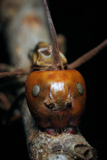 Picture 6 of Mushrooms turn ants into zombies