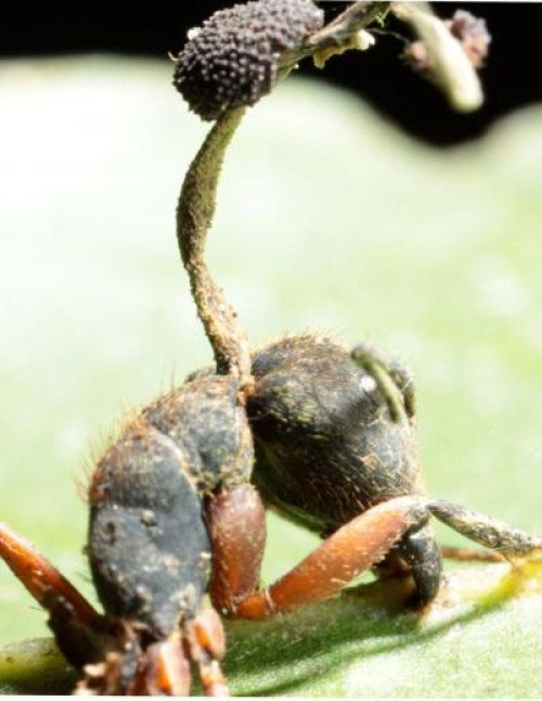 Picture 1 of Mushrooms turn ants into zombies to control ants, to kill ants around the nest