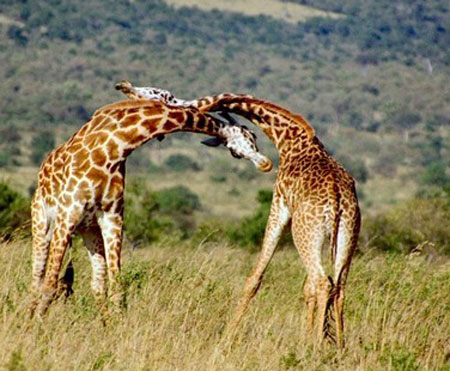 Picture 1 of 'Must act immediately to protect biodiversity
