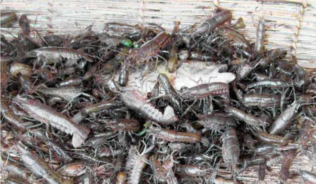 Picture 3 of Mutant crayfish are invading Europe thanks to its unique ability