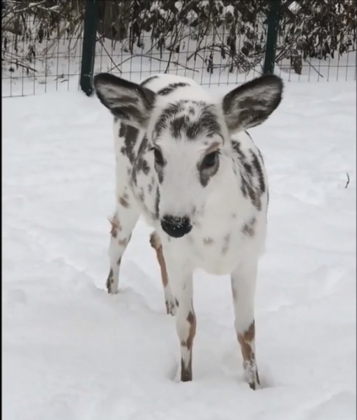 Mutant deer has speckled fur