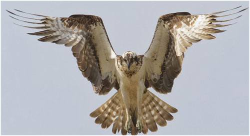Picture 1 of My falcon eagle catches carp