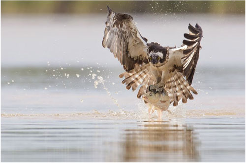 Picture 2 of My falcon eagle catches carp