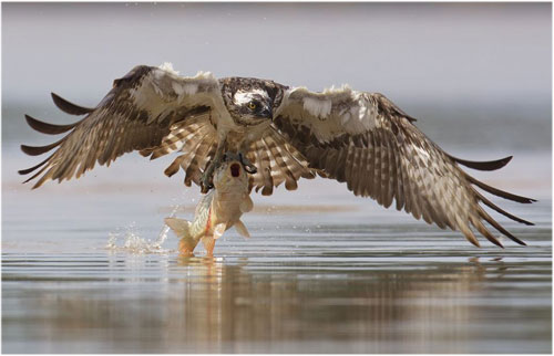 Picture 3 of My falcon eagle catches carp