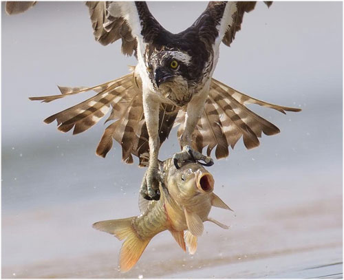 Picture 4 of My falcon eagle catches carp