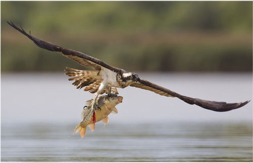 Picture 5 of My falcon eagle catches carp