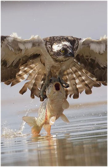 Picture 6 of My falcon eagle catches carp