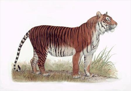 Picture 11 of Myanmar established the world's largest tiger reserve
