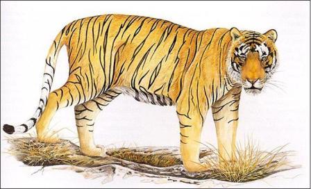 Picture 12 of Myanmar established the world's largest tiger reserve