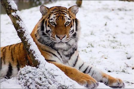 Picture 5 of Myanmar established the world's largest tiger reserve
