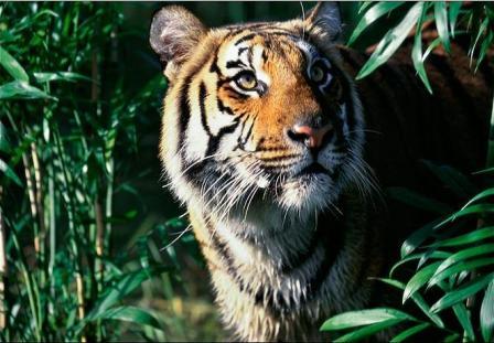 Picture 6 of Myanmar established the world's largest tiger reserve