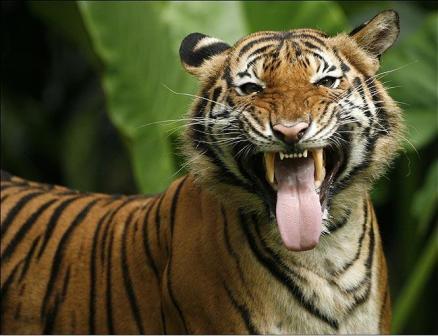 Picture 7 of Myanmar established the world's largest tiger reserve