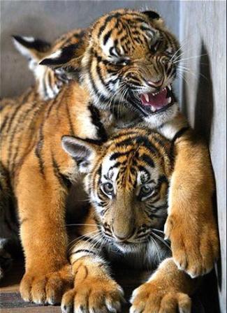 Picture 9 of Myanmar established the world's largest tiger reserve