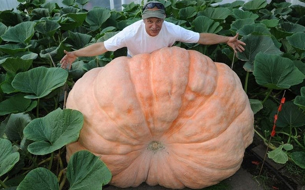 Picture 5 of Mysterious Alaskan Deciphering - The land of giant vegetables
