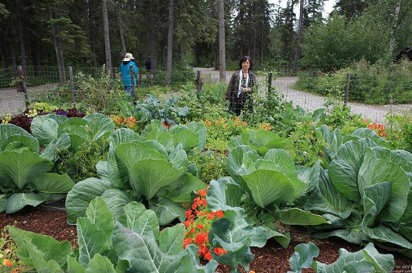 Picture 6 of Mysterious Alaskan Deciphering - The land of giant vegetables
