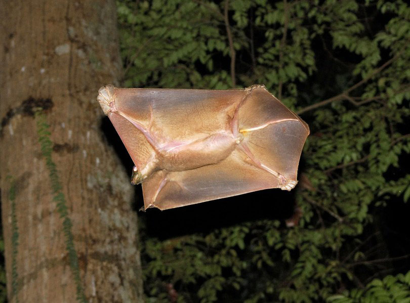 Picture 1 of Mysterious animals cross between monkeys and bats