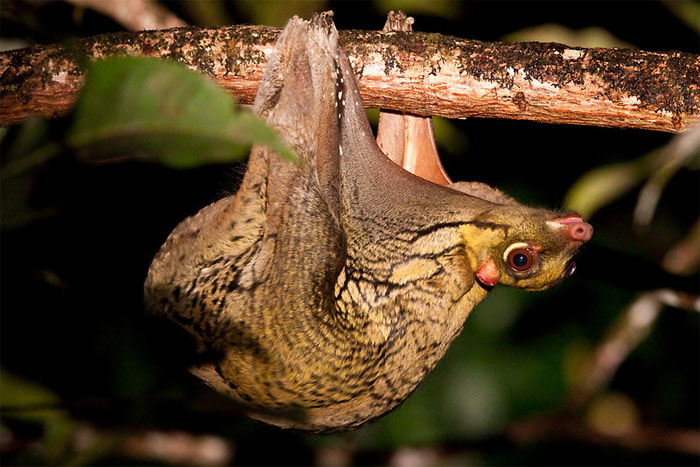Picture 2 of Mysterious animals cross between monkeys and bats