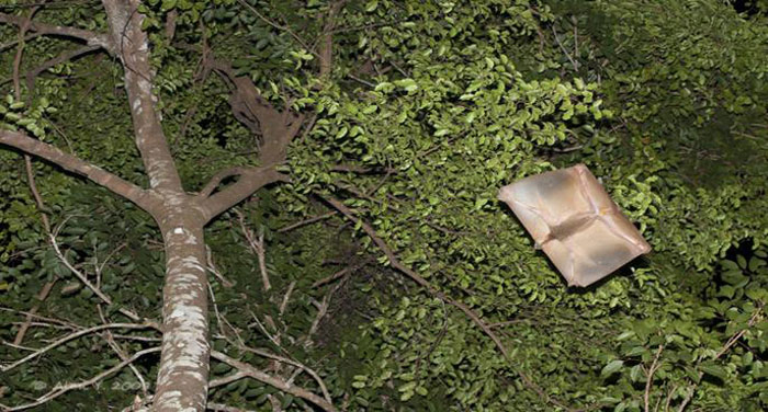 Picture 3 of Mysterious animals cross between monkeys and bats