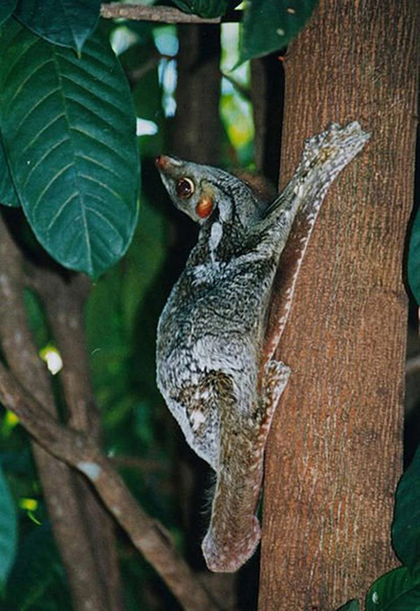 Picture 4 of Mysterious animals cross between monkeys and bats
