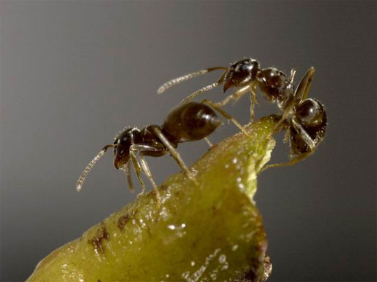 Picture 1 of Mysterious ants 'click' midnight bell