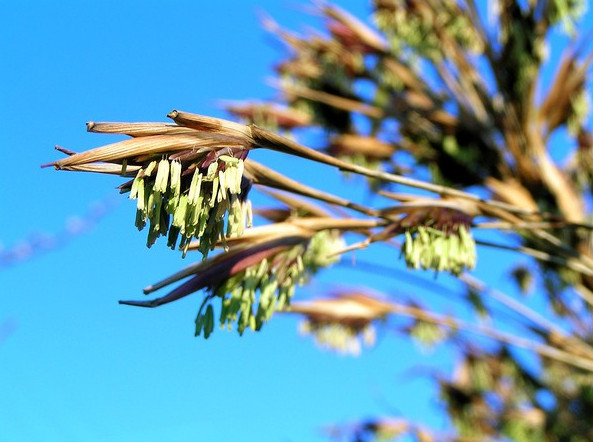Picture 4 of Mysterious bamboo flowers 100 years bloom once