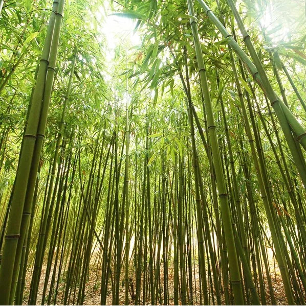 Picture 5 of Mysterious bamboo flowers 100 years bloom once
