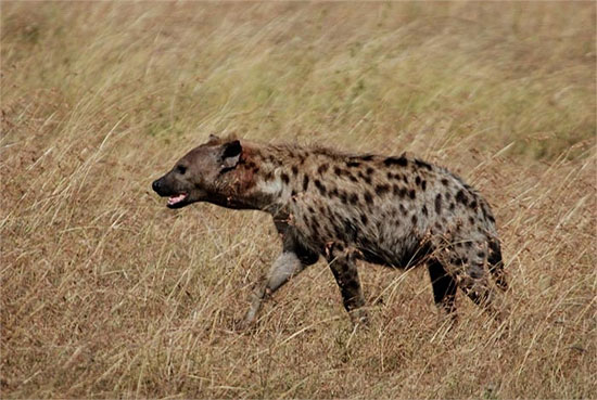 Picture 4 of Mysterious beasts let out a savage laughter