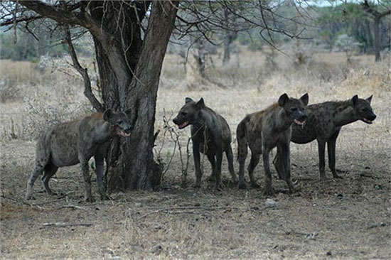 Picture 5 of Mysterious beasts let out a savage laughter