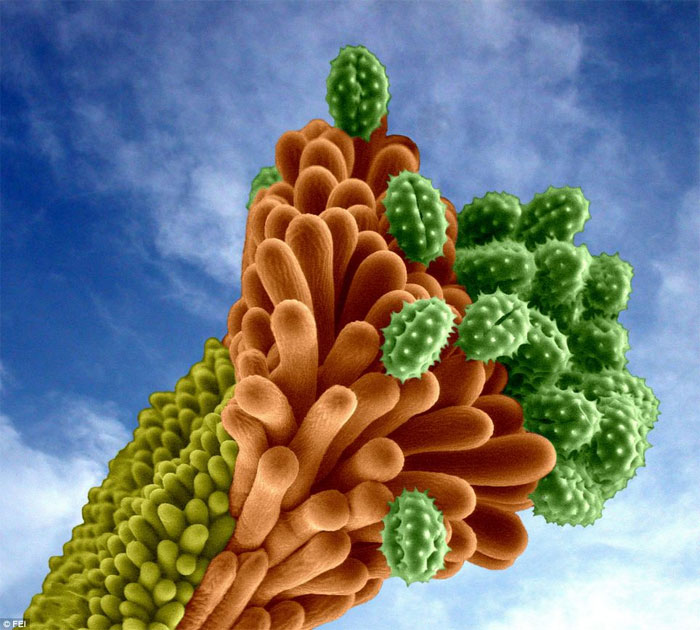 Picture 5 of Mysterious beauty invisible world
