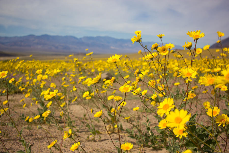 Picture 10 of Mysterious beauty of Death Valley in America