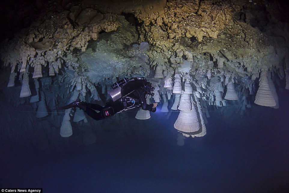 Picture 9 of Mysterious bell-shaped jelly in Mexican cave