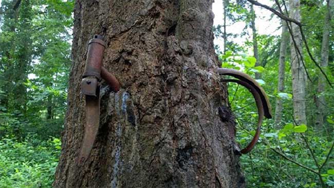 Picture 2 of Mysterious bicycle swallowing tree