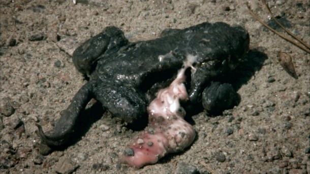 Picture 2 of Mysterious collective deaths