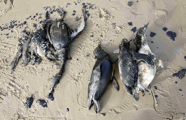 Picture 4 of Mysterious collective deaths