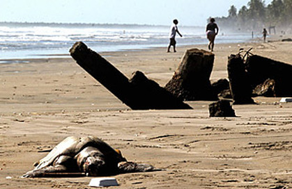 Picture 6 of Mysterious collective deaths