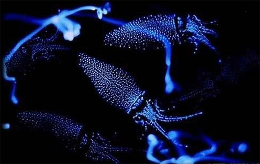 Picture 4 of Mysterious creatures make the night sea shimmer