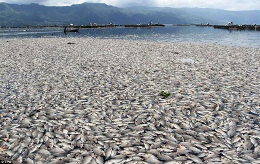 Picture 1 of Mysterious dead fish on volcanic lake in Indonesia
