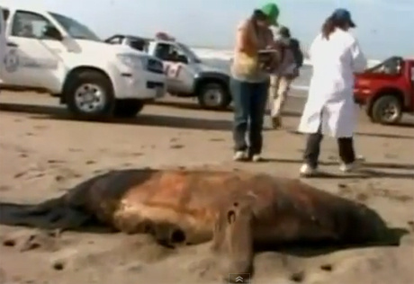 Picture 1 of Mysterious death of marine animals in Peru