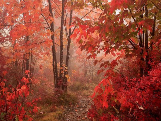 Picture 1 of Mysterious deciphers' autumn leaves fall yellow