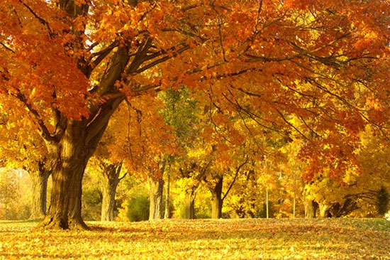 Picture 3 of Mysterious deciphers' autumn leaves fall yellow