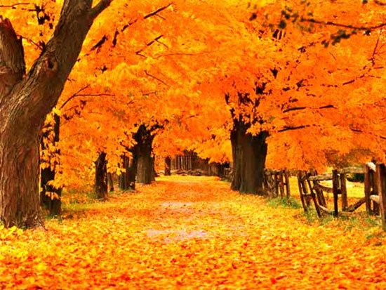 Picture 4 of Mysterious deciphers' autumn leaves fall yellow