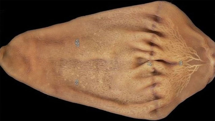 Picture 2 of Mysterious decoding 60 years of life